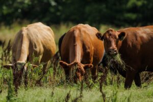 A quick guide to grazing terminology