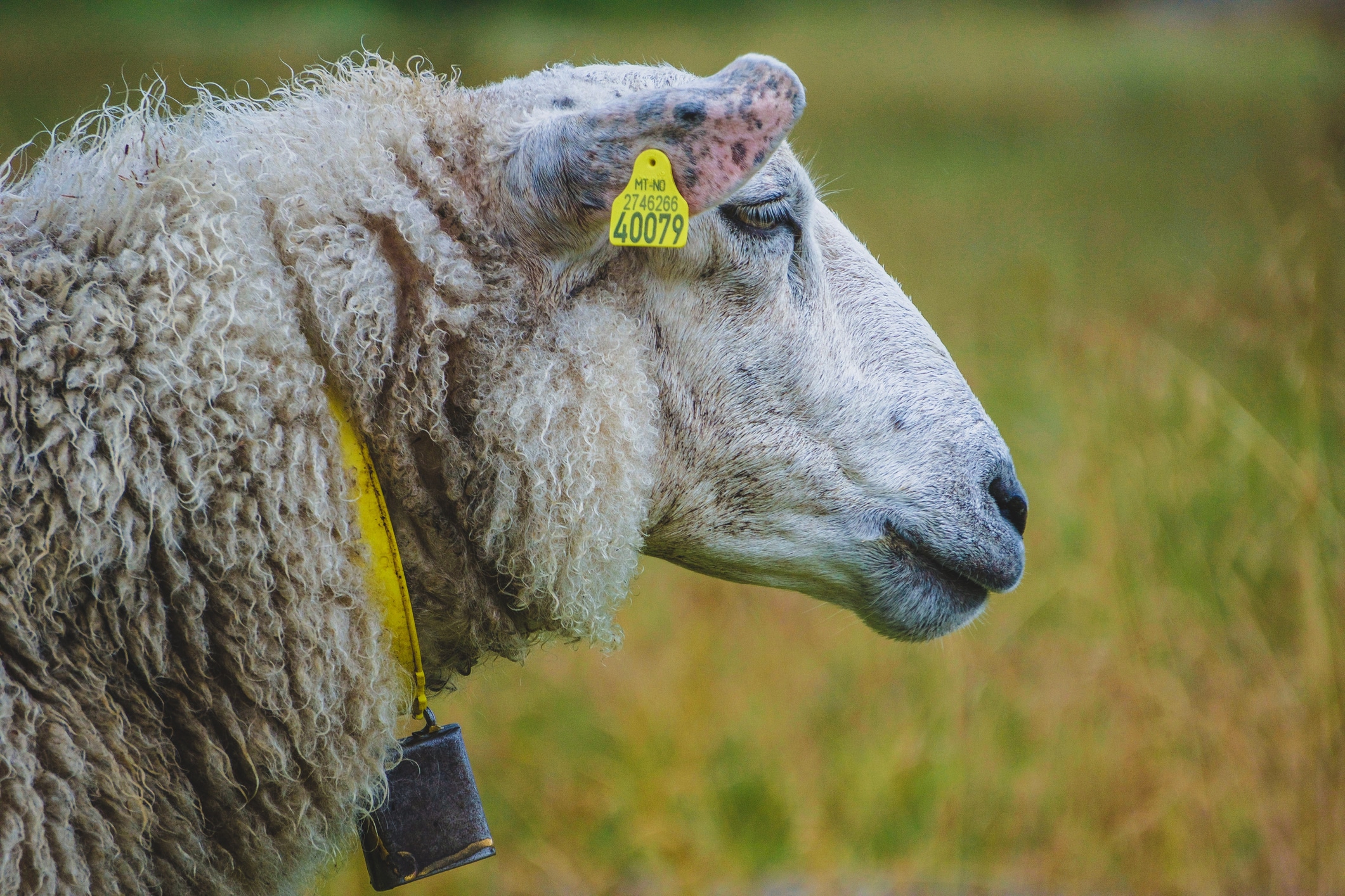 sheep with tag in its ear