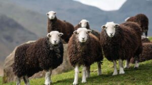 Fact-checking: George Monbiot on pasture-fed meat