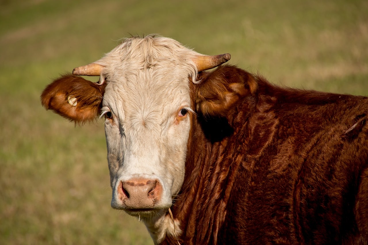 bull looking at camera