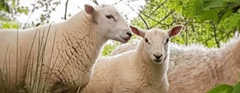 AgriWebb - Abermangoed Farm Sheep