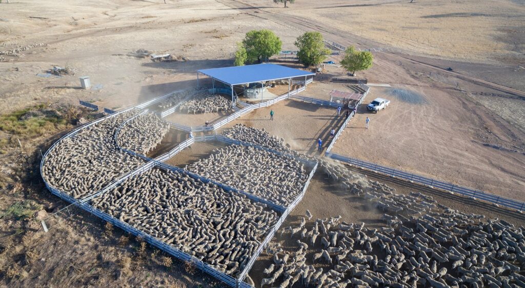 AgriWebb - Bucki Pastoral