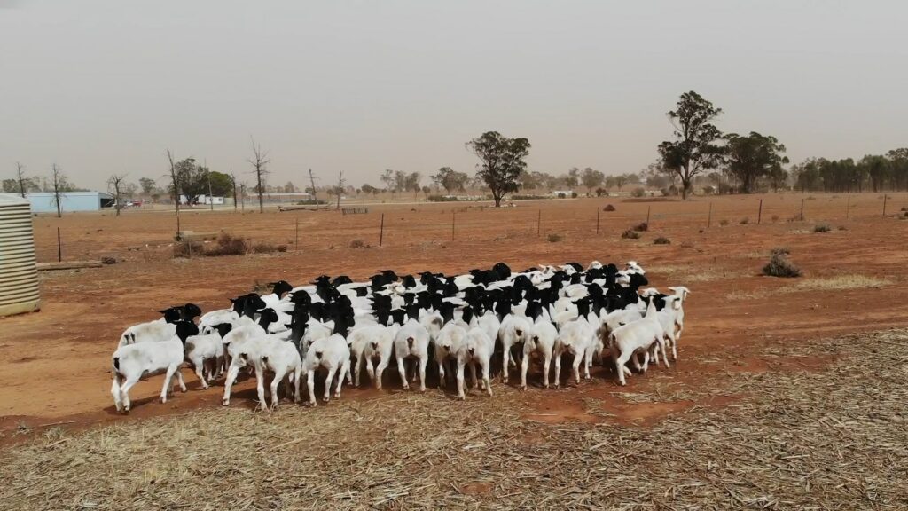 AgriWebb - Activity in Burawang West Station