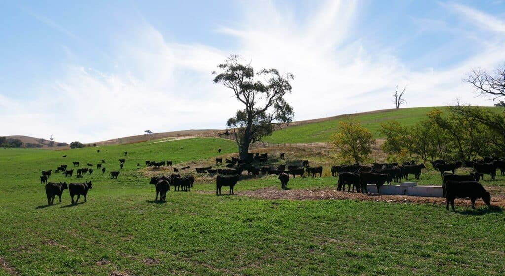 AgriWebb - Scenery in Kenny's Creek