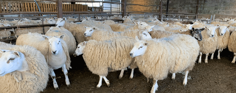 AgriWebb - Lemington Hill Head Sheep