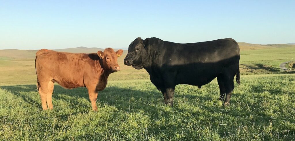 AgriWebb - Cattle in Llion and Sian Jones