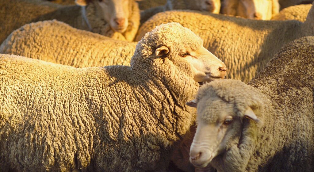 AgriWebb - Sheep in Mount Ireh Estate