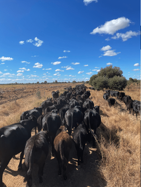 Namgooyah Grazing