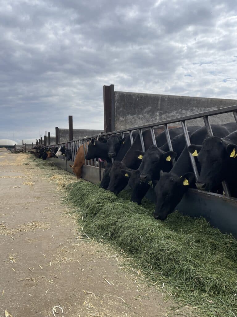 Rob's cattle tucking into their adjusted feed