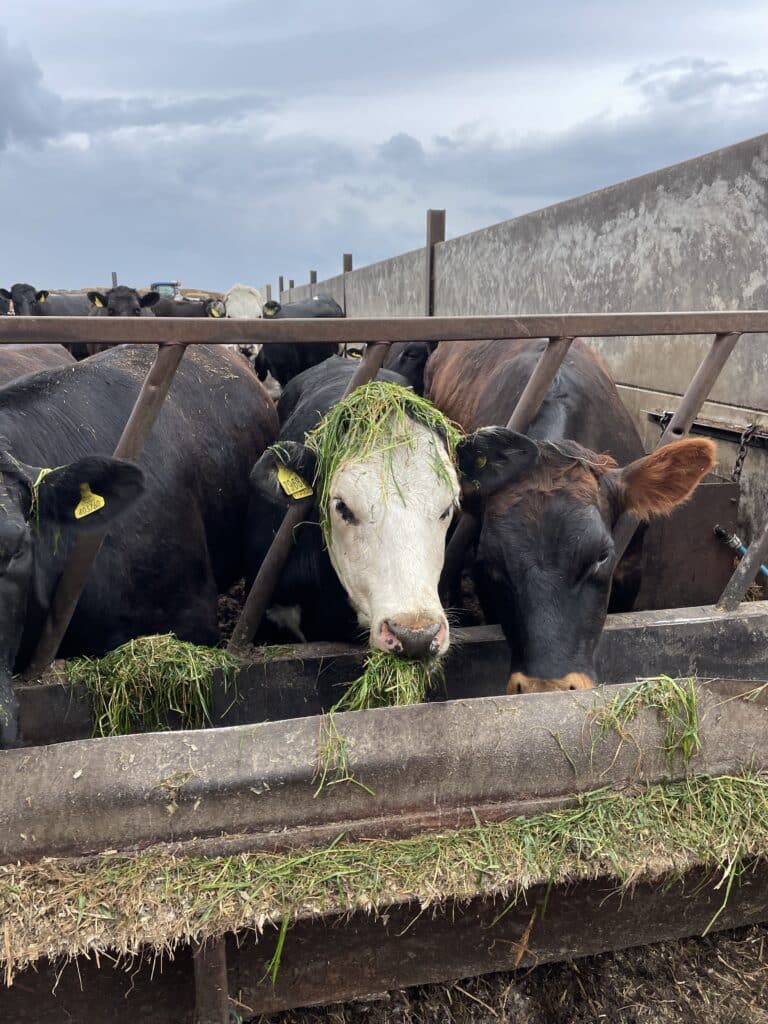 Rob uses livestock business management technology to measure feed
