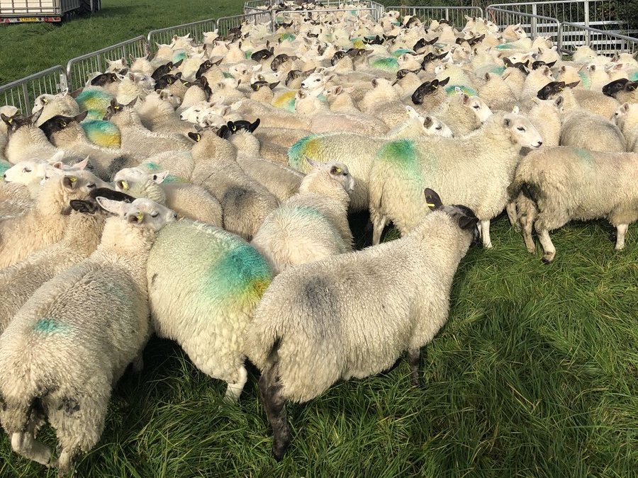 AgriWebb - Sheep in Try Draw Farm