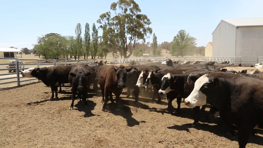 AgriWebb - Cattle in Wirribilla Farm