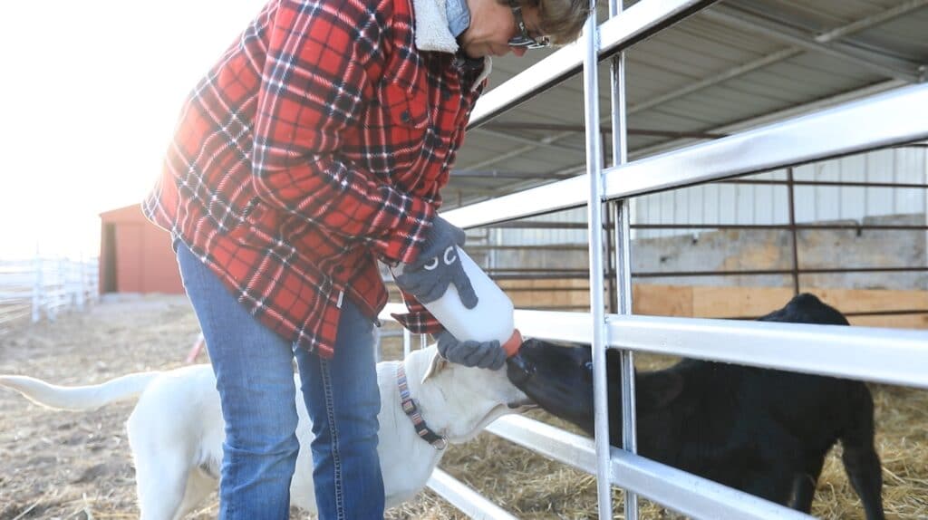 Wray Cattle Co