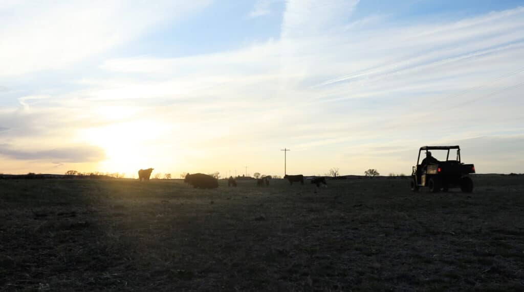 Wray Cattle Co