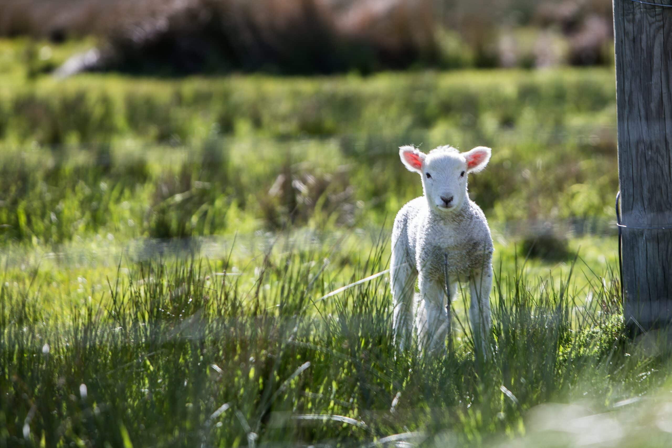 lamb in the field