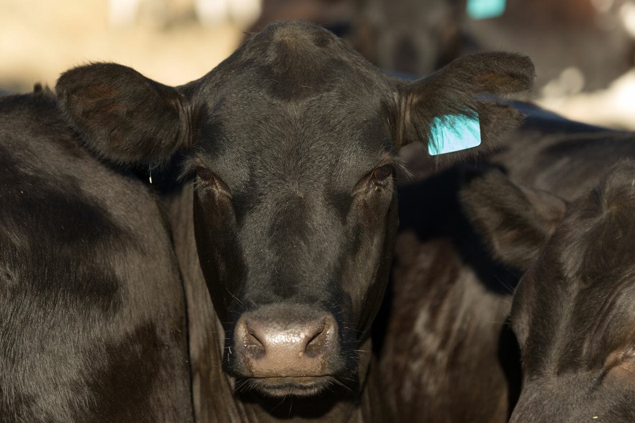 China’s Meat Import Bans: Contextualizing Trade Challenges | AgFunderNews