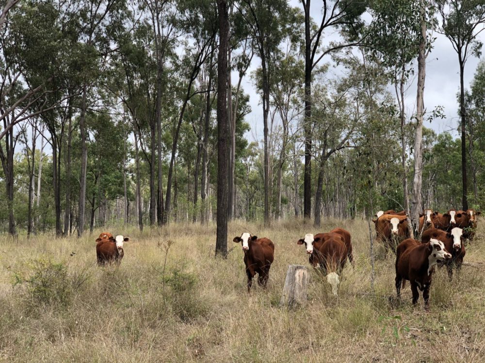 Regenerative farming: Let’s look forward, not backward | AgFunderNews
