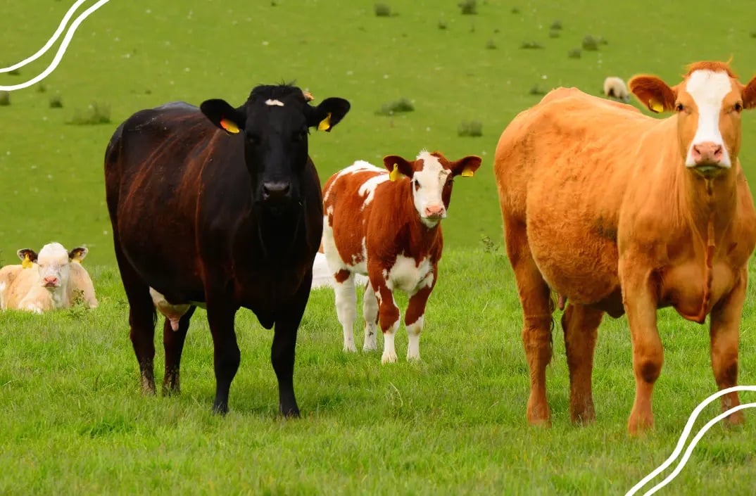 AgriWebb Partners with Regrow Ag to Scale Climate-Smart Beef Production