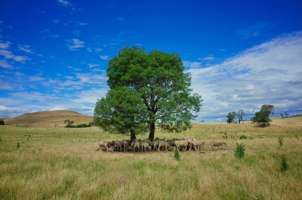 Australia Must Do More to Support AgTech Innovation | AgFunderNews