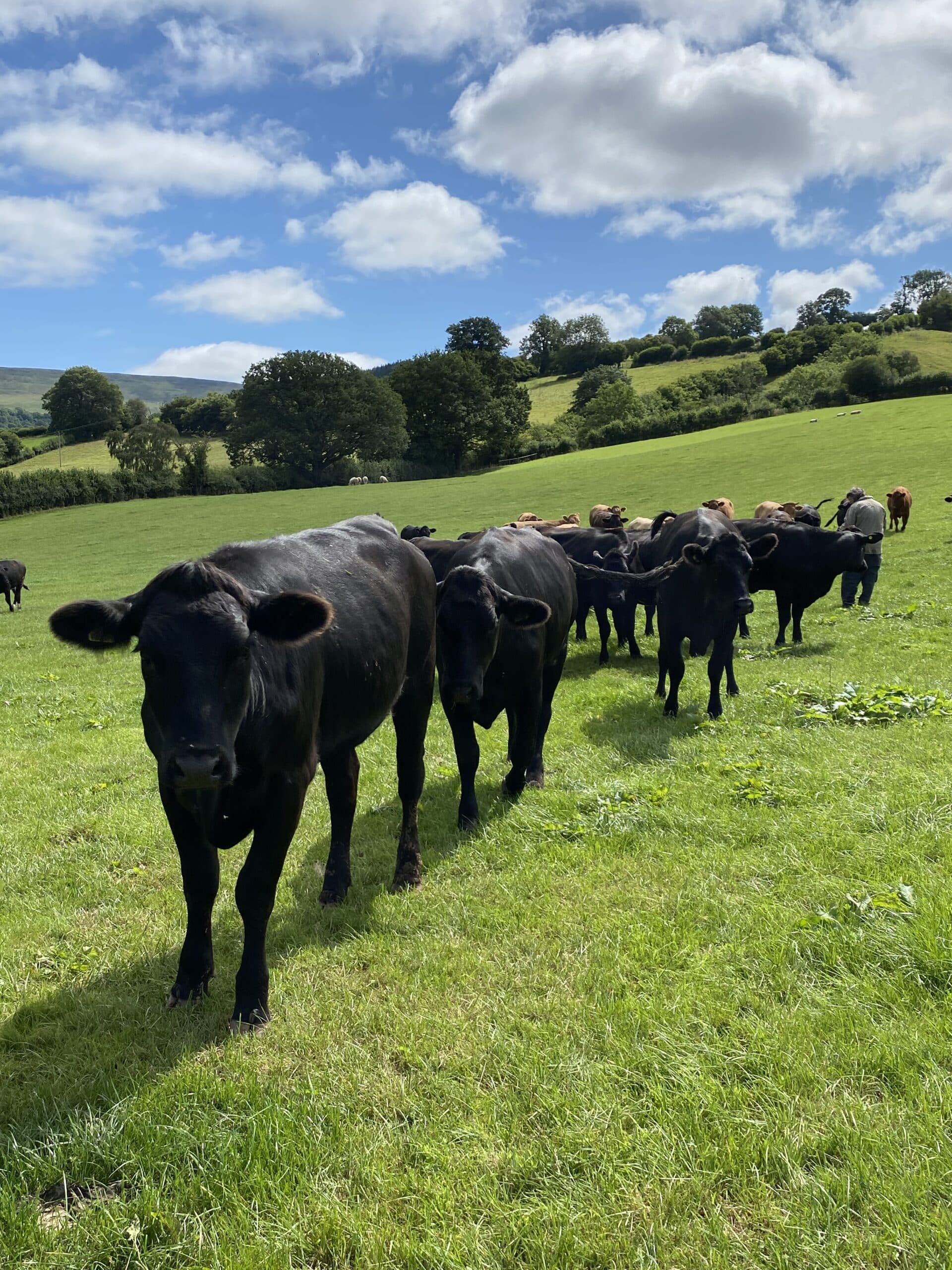 What is feed on offer (FOO), and how does it impact your farm’s success?