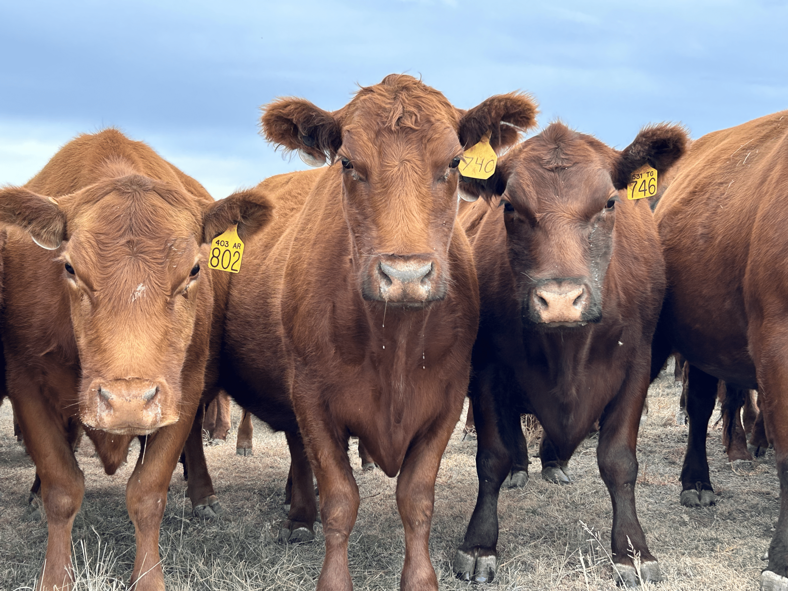 Croissant Red Angus: Using data to measure and make impactful changes