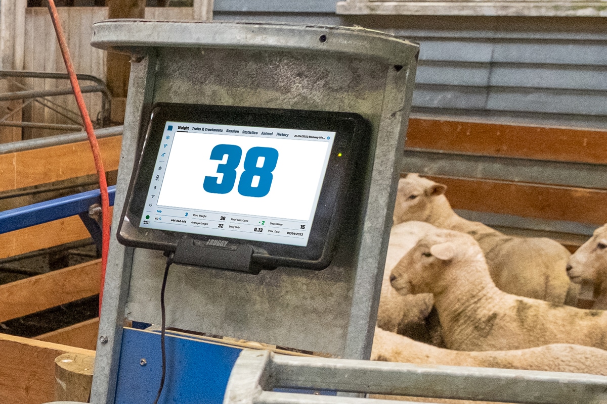 AgriWebb + Te Pari: Macrostock Sheep Handler weight screen
