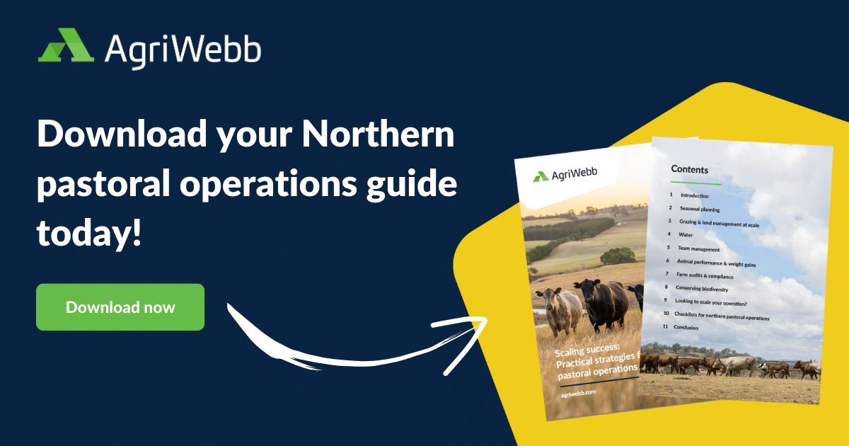 Success at scale: practical strategies for northern pastoral operations