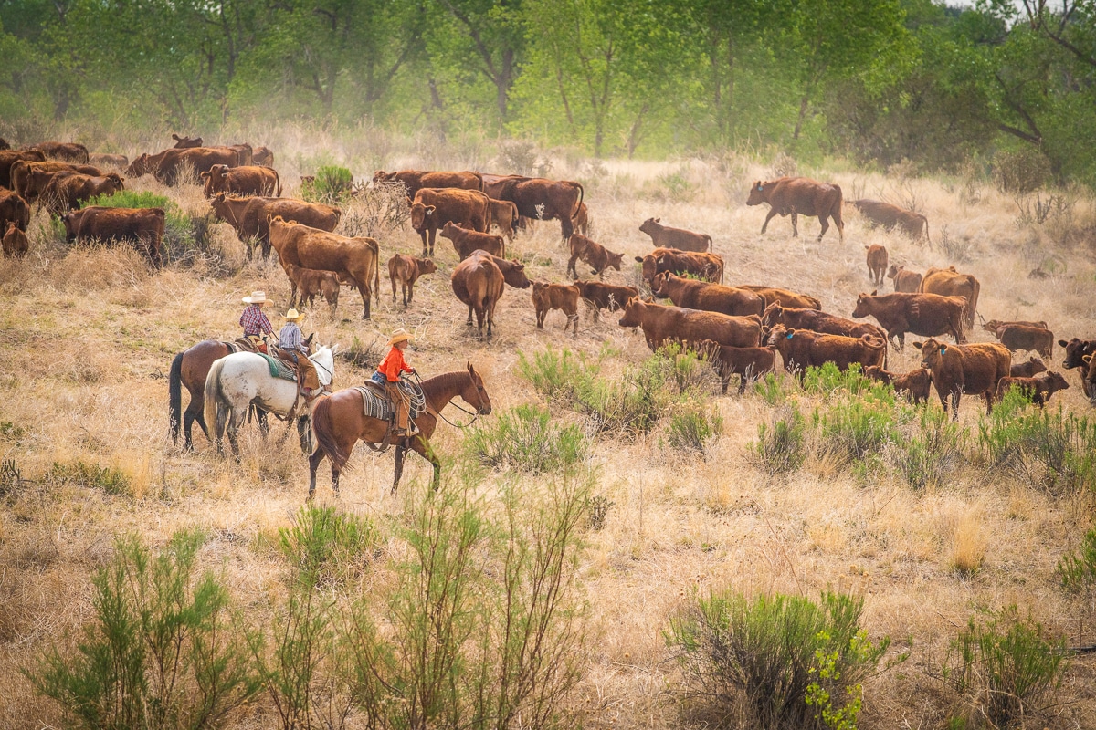 Beatty Canyon Ranch - AgriWebb Customer Story