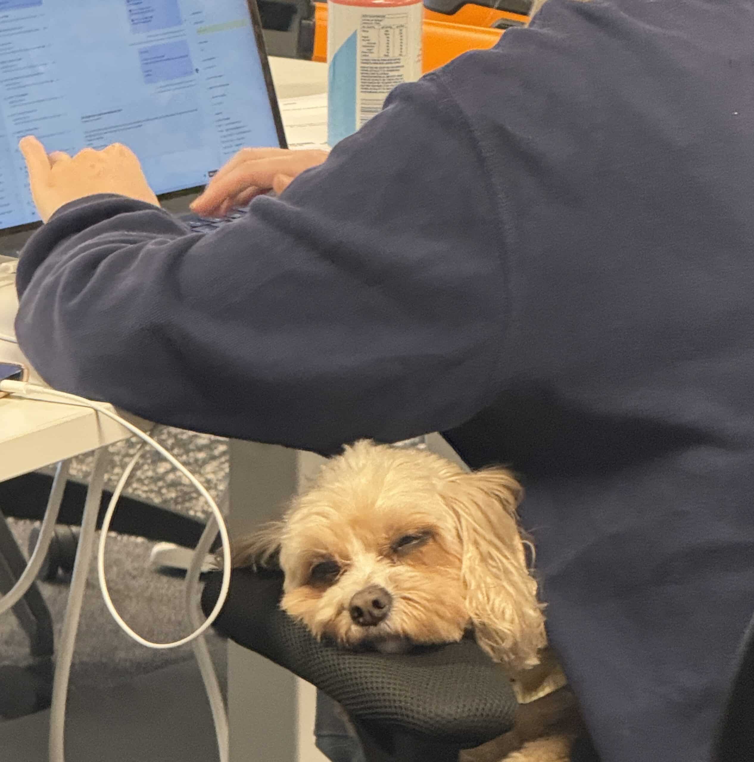 AgriWebb Careers - Dog-Friendly Office