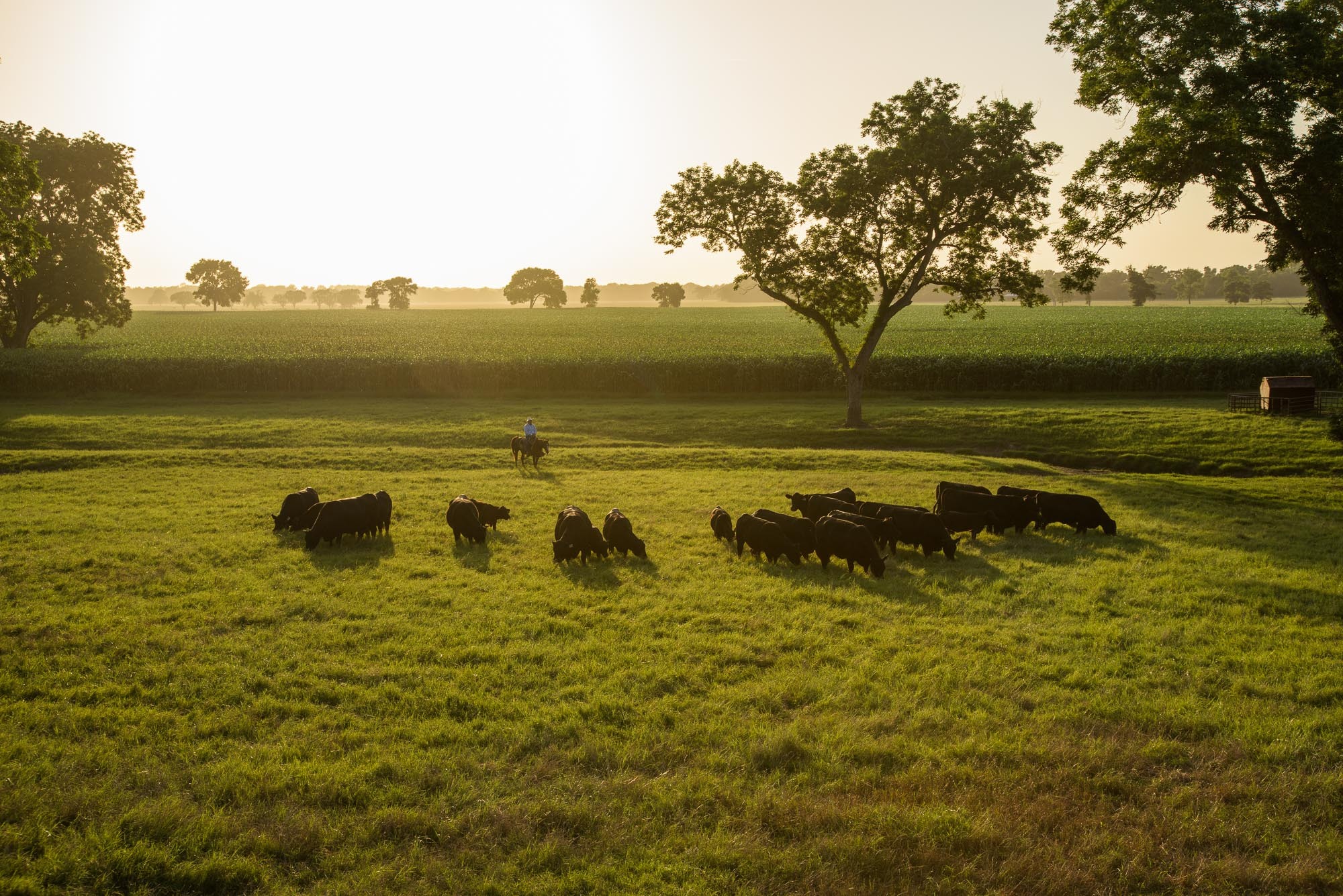 AgriWebb and Prime Pursuits case study - Cattle in pasture