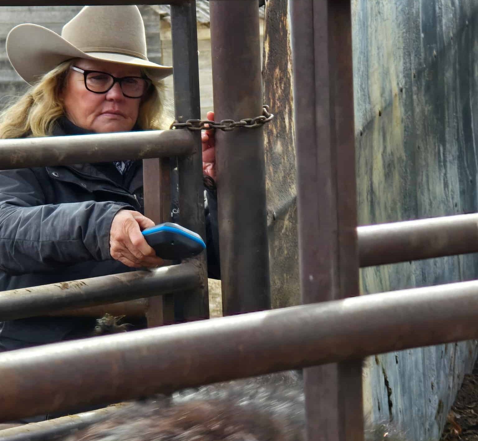 AgriWebb customer story - Karney - phone chuteside