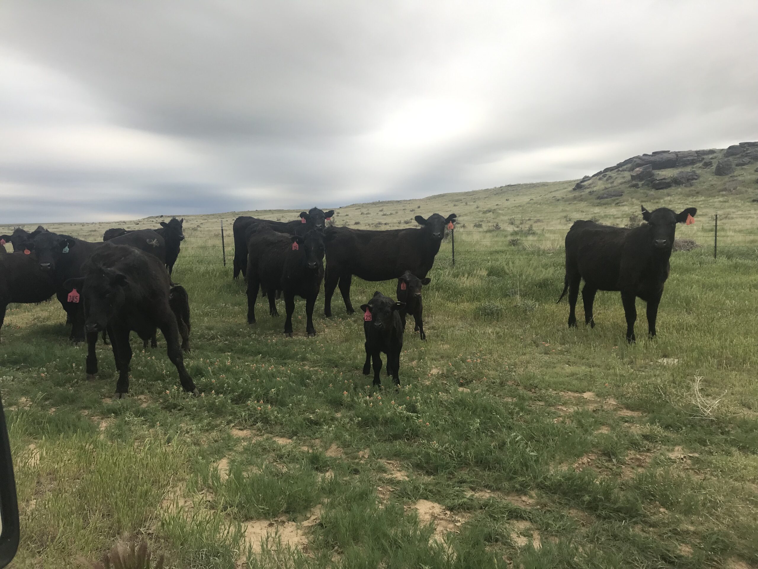 AgriWebb customer story - Karney Cattle in pasture