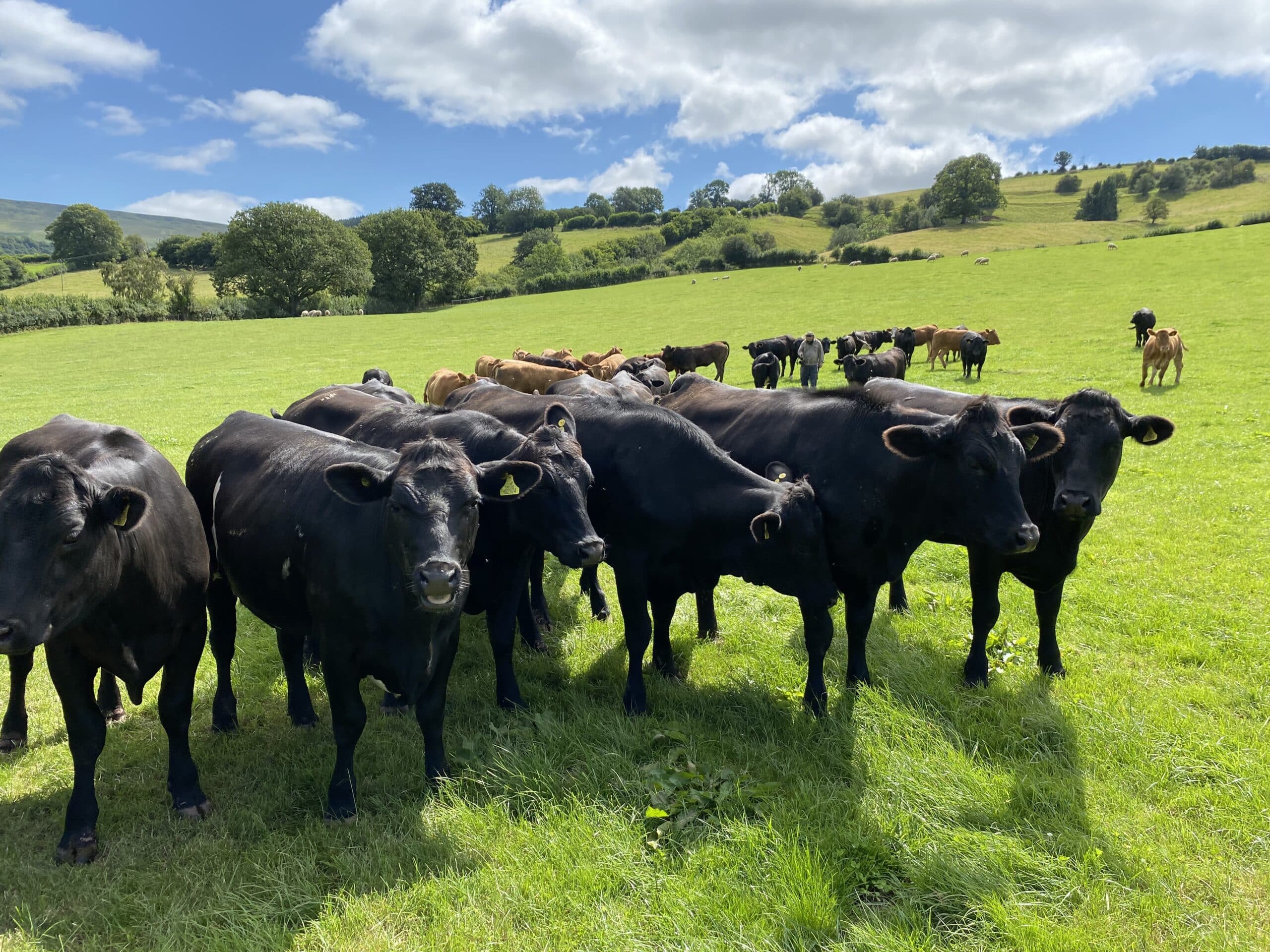 UK - Gamechanger cattle in pasture