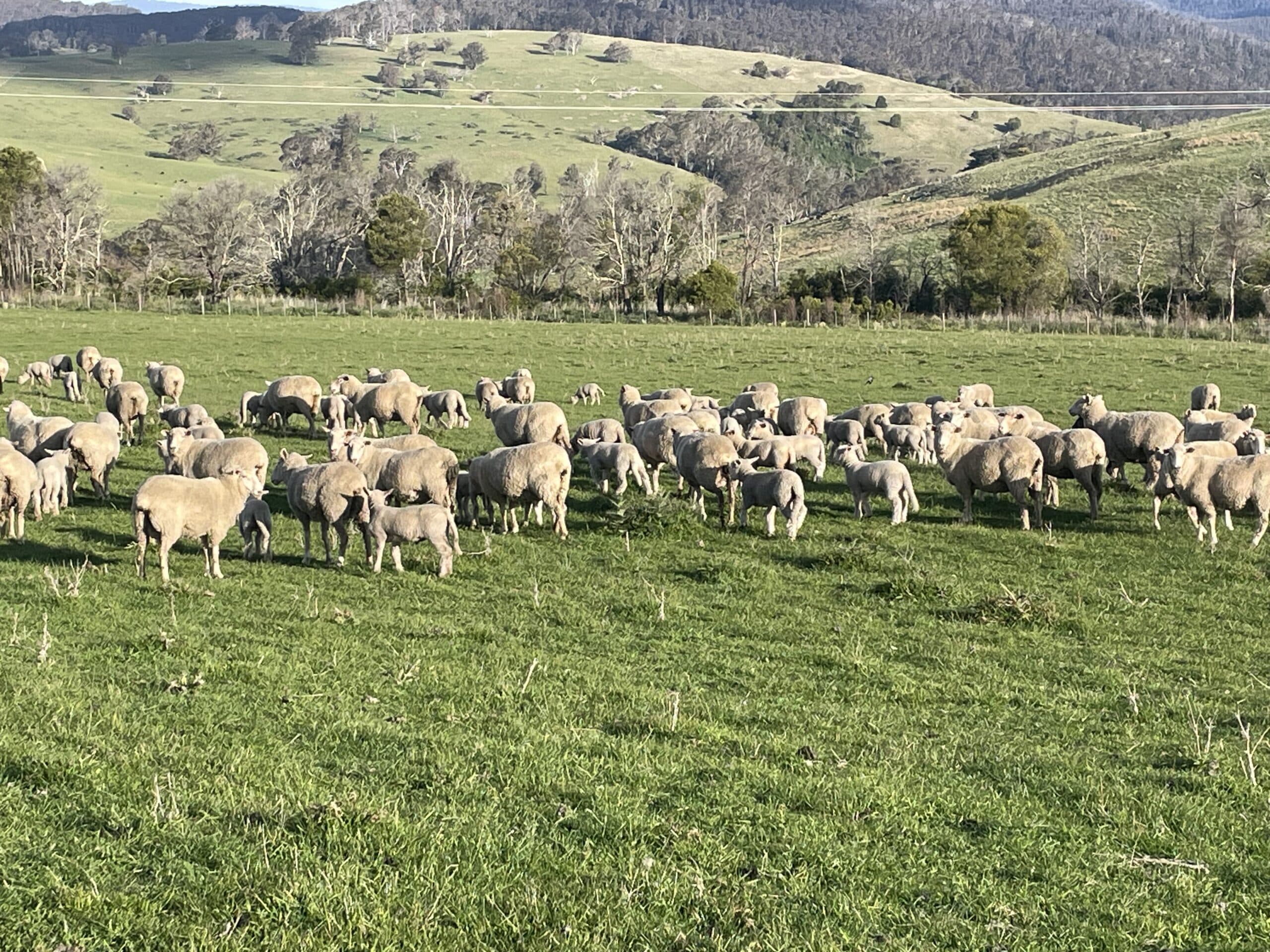 Transforming passion into profit at Bayrook Pastoral
