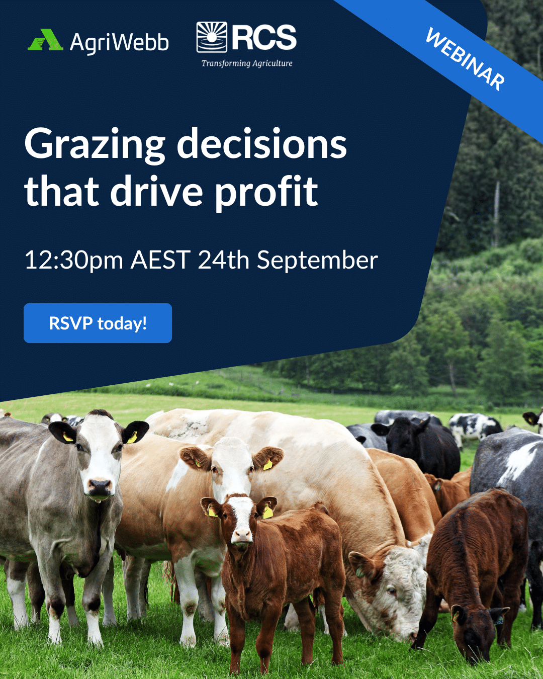 Webinar: Grazing decisions that drive profit